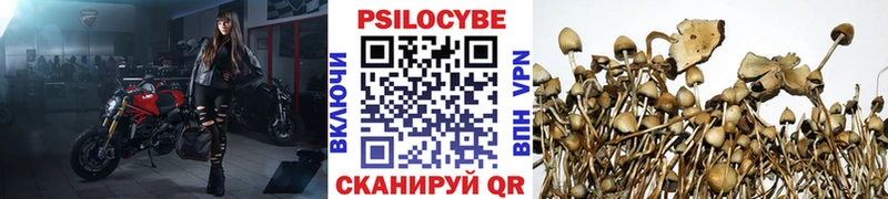 Купить где  Долгопрудный  Псилоцибиновые грибы Psilocybe 